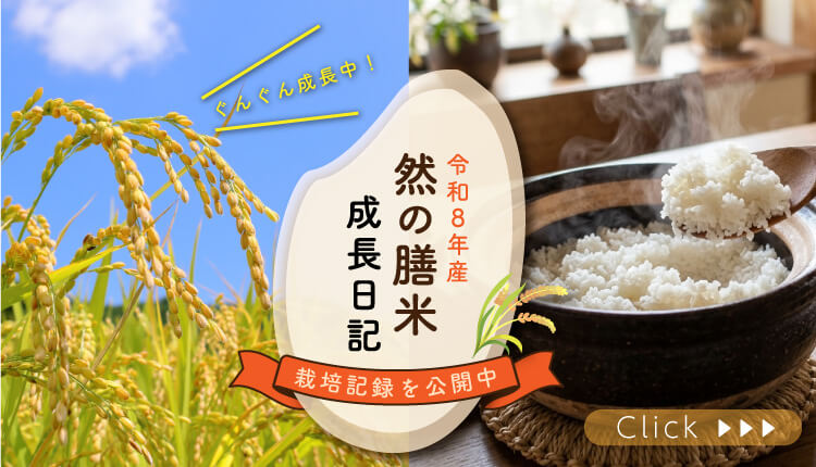 新米
